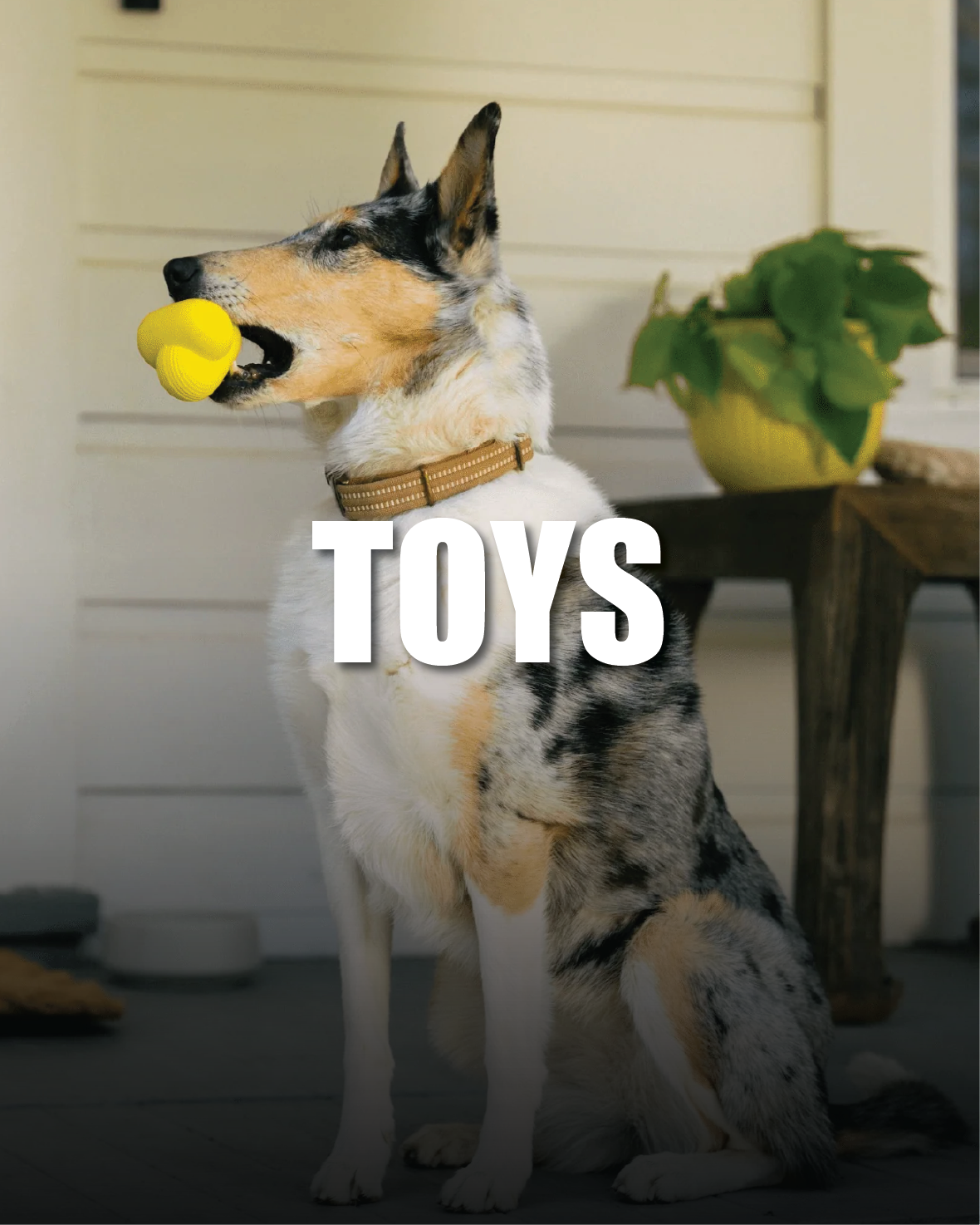 TOYS